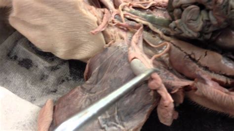 Male Fetal Pig Reproductive Parts - YouTube