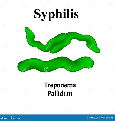 Syphilis Treponema Pallidum Spirochaetaceae Infecciones Bacterianas Enfermedades De Transmisión