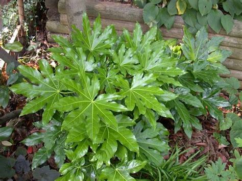 It grows well in cool situations and low light. Japanese Aralia 3-6 x 3-6 partial sun to shade. check cold ...