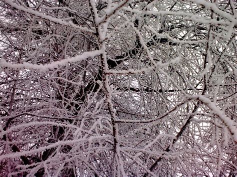무료 이미지 나무 숲 분기 겨울 검정색과 흰색 잎 꽃 서리 얼음 봄 날씨 단색화 시즌 작은 가지