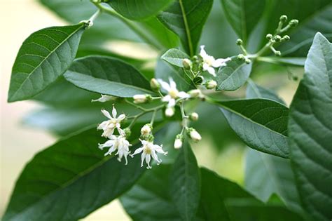 Great herbal medicinal health benefits and nutritional that knowledge includes an understanding of plants like vernonia amygdalina, otherwise known as. Flowers Of Vernonia Amygdalina Stock Photo - Download ...