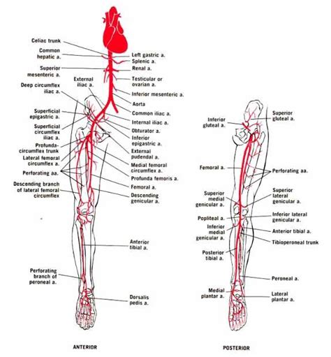 Arteries Of The Lower Limb Lower Limb Arteries Anatomy Arteries