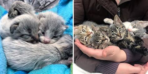 Rescued Kittens Born With Silver Gray Coat Grow Up To Be Beautiful