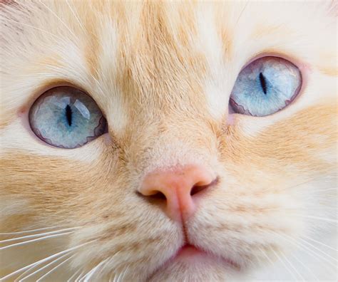 Kitten Eye Color Chart
