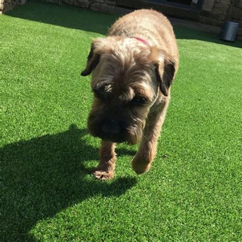 Lost Dog Grizzle And Tan Border Terrier Dog Called Roxy