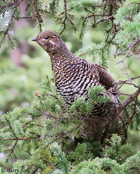 Spruce Grouse Falcipennis Canadensis Information And Photos