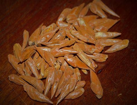 Balm of Gilead - Elfhame