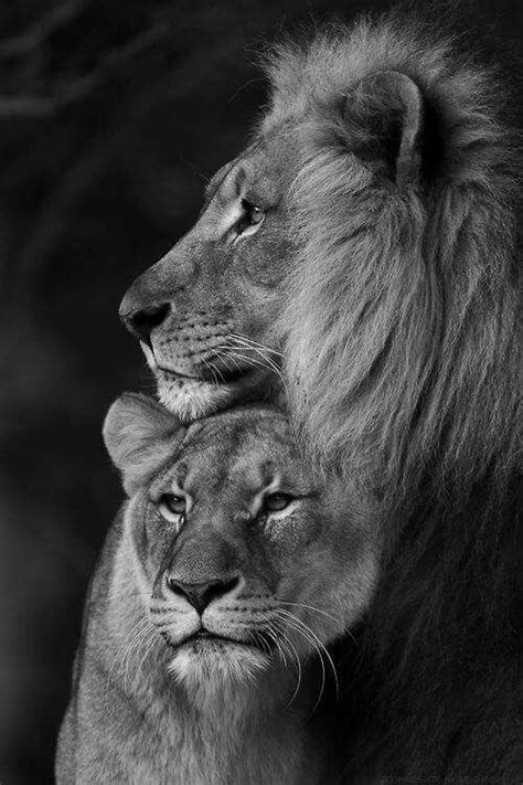 Lion And Lioness Animali Animali Selvatici E Animali