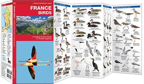 France Birds Pocket Guide