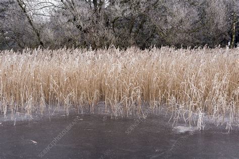 Frozen Lake And Reeds Stock Image C0029224 Science Photo Library