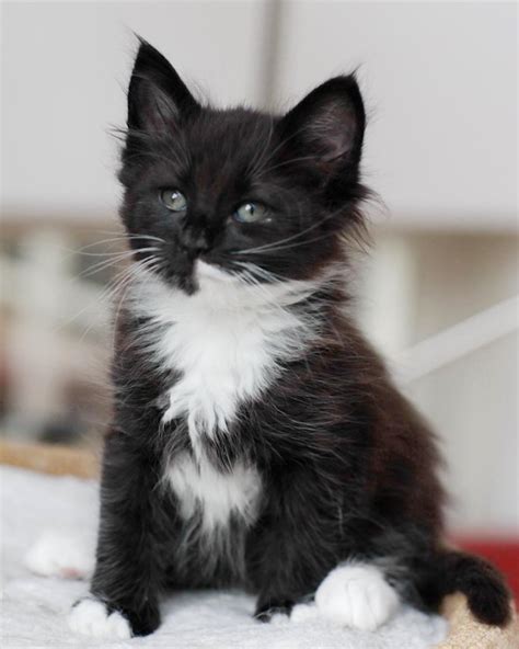 Norwegian Forest Catthis Looks Like My Baby When He Was A Baby