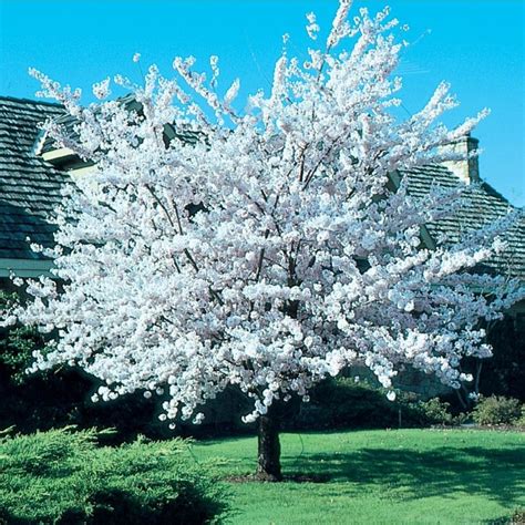 127 Gallon Pink Autumnalis Flowering Cherry Flowering In Pot With