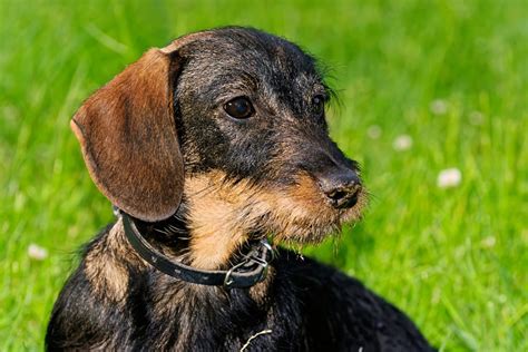 10 Reputable Wire Haired Dachshund Breeders In The Us