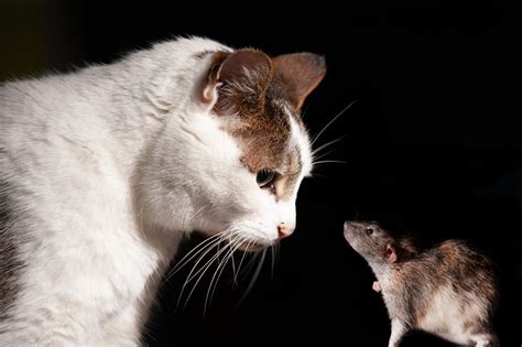 Cats VS. Rats - Pointe Pest Control: Chicago Exterminator & Pest