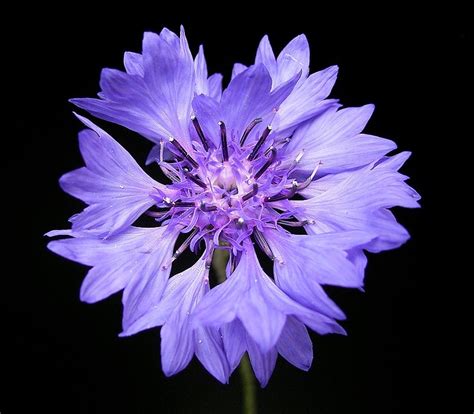 Hemström är ledare för liberalerna i salas kommunfullmäktige. File:Centaurea cyanus 02 ies.jpg - Wikimedia Commons