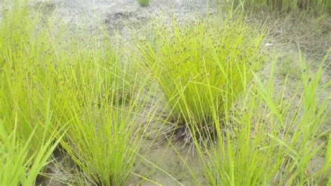 The Hard Stem Bulrush Can Reach Up To 4 But I Have Not