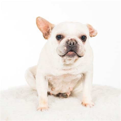 They will be akc reg. French Bulldog dog for Adoption in St. Louis Park, MN. ADN ...