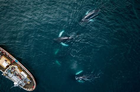 The Best Whale Watching in Seattle | Travel | US News