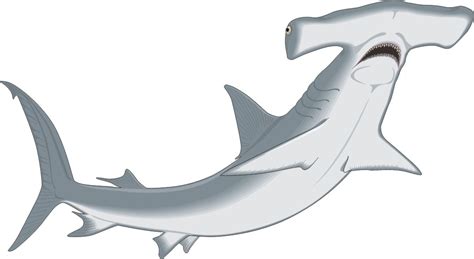 Hammerhead Shark Clipart Best