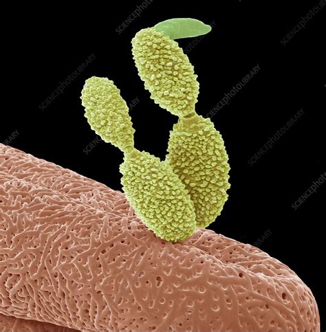 Fungal Spore Germination Sem Stock Image C0225097 Science Photo