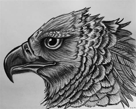Harpy Eagle Pencil Drawing Pencil Drawings Art Drawings Harpy Eagle