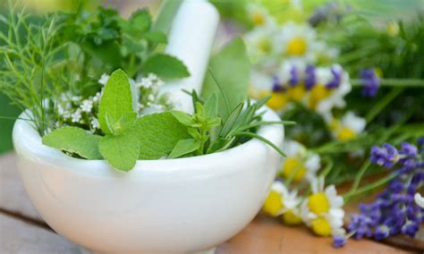 Why These Medicinal Plants Are Good For You