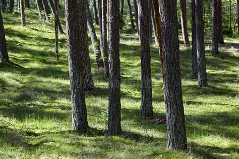 Rows Of Pine Trees In A Sunny Forest On A Clearing With Green Grass