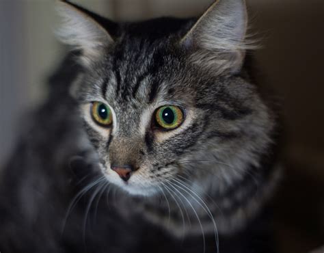 Daisy is a female maine coon mix cat for adoption to a very loving home in or near seattle, wa. Jaspan (Maine Coon mix male) Adopted - Cat & Kitten ...