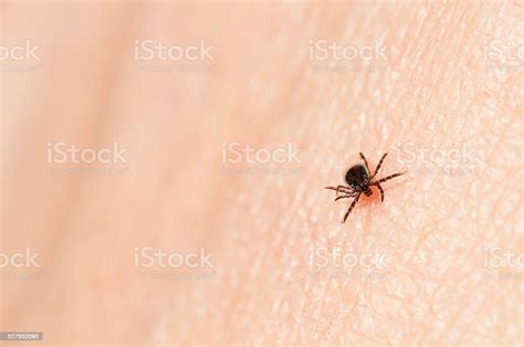 Blacklegged Tick Stock Photo Download Image Now Tick Animal Lyme