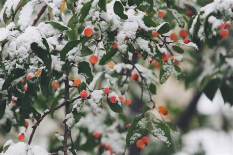 Free Images Tree Branch Blossom Snow Cold Winter Berry Leaf