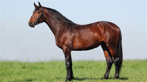 Hanoverian Horse Facts And Information Breed Profile