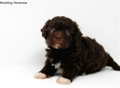 The Worlds Most Precious Chocolate Havanese Puppies