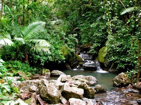 Cascade At El Yunque Rainforest Puerto Rico ExperienceTransat