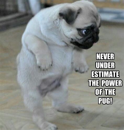Join The Pugs • Global Pug Domination Pug Power Pug Memes Cute Pugs Pugs Funny