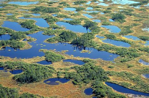 If you have any questions regarding our bunisess please don't hesitate to contact the lowland international group n.v. Boreal Forest Biodiversity: Hudson & James Bay Lowlands - Bird Canada