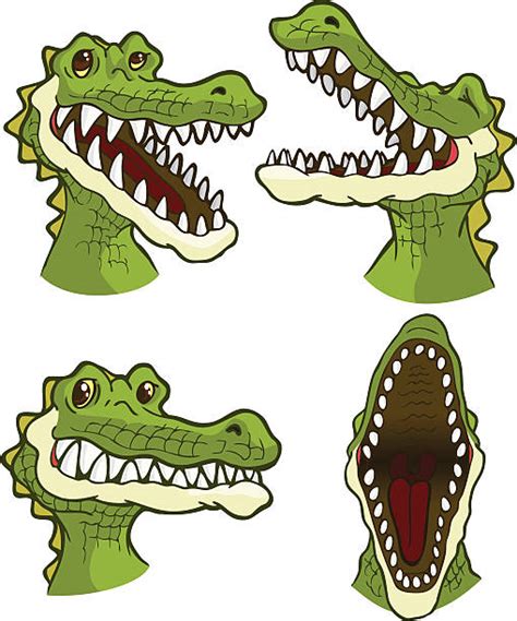 Drawing Of The Crocodile Mouth Open Illustrations Royalty Free Vector
