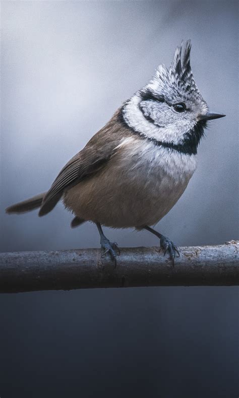 Titmouse Bird Is Standing On Tree Branch In Blur Dark Background 4k 5k
