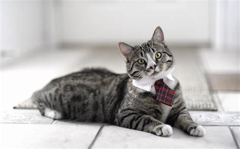 I Am A Business Cat Wallpaper 2560x1600 1603 Wallpaperup
