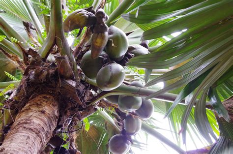 trees  plants double coconut kelapa laut