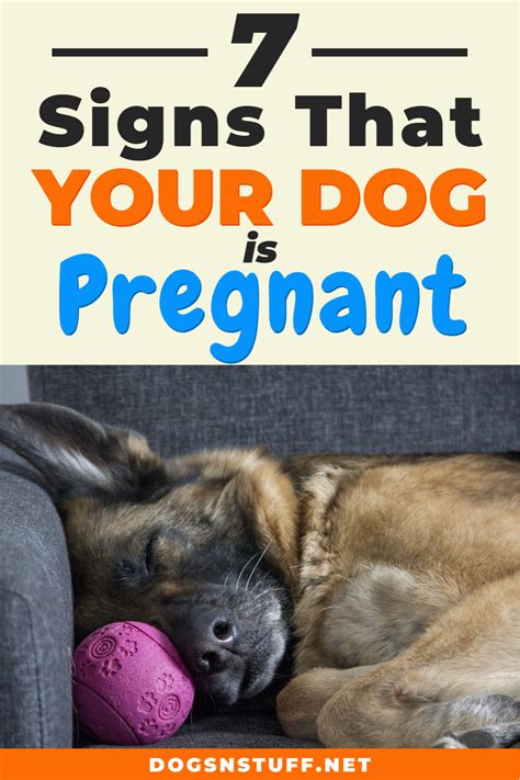 The Best How To Know If A Dog Is Pregnant After Mating Ideas