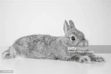White Rabbit White Background Photos And Premium High Res Pictures