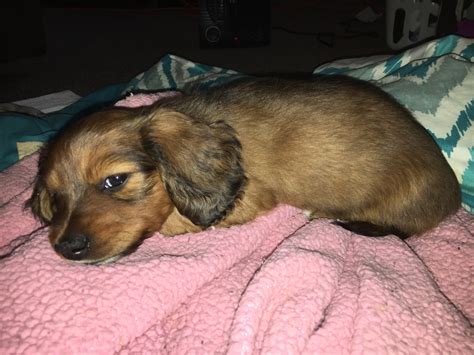 47 Miniature Dachshund Puppies For Sale Photo Bleumoonproductions