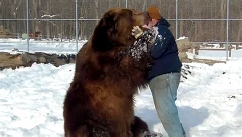 Man Cuddles 1500 Pound Bear And Lives To Share The Video The New