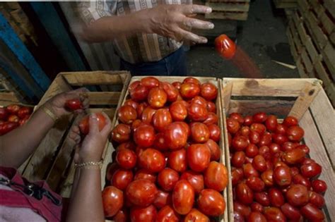 Did Food Sellers Overreact To Tomato Scare