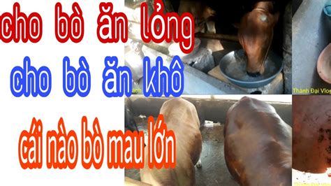 Nuôi Bò Vỗ Béocách Cho Bò ăn Và Uống Nước Nhiềubò Bbbthanh Dai Vlogs