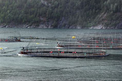 Fish Farms In Norway Stock Image Image Of Circle Maintenance 123379261