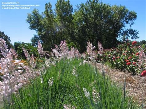 Pampas grass, miscanthus, fescue and more. PlantFiles Pictures: Ruby Grass, Bristle-leaved Redtop ...