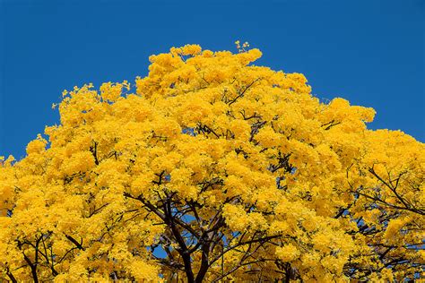 El Guayacán Es Un árbol Medicinal Supremo Y Gratamente Precioso