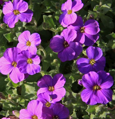 Ituka ha ga sigette miki ga ookiku sodatte. File:Purple flowers (3395831028).jpg - Wikimedia Commons