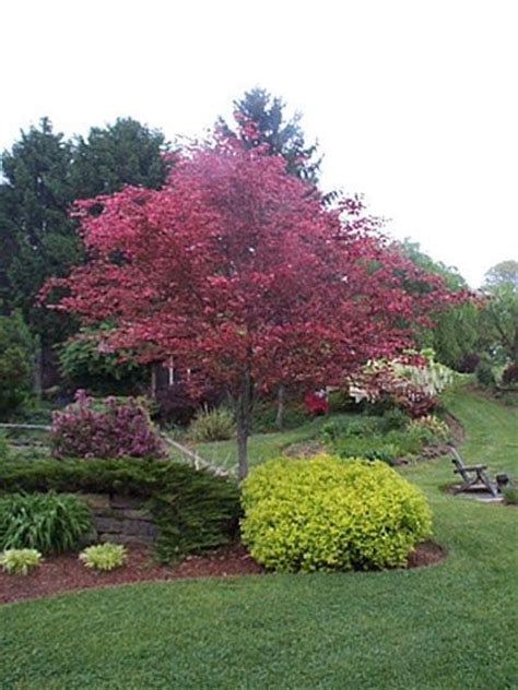 Tri Color Beech Tree Problems Tri Colored Beech With Lime Moundspirea